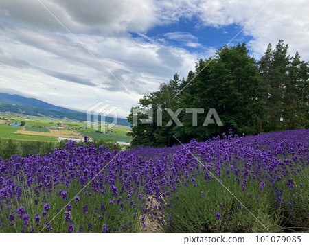 遍布北海道的薰衣草花田 遍布北海道的薰衣草花田 101079085