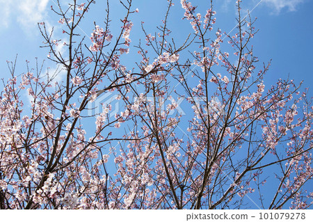 Cherry blossoms in full bloom shining in the blue sky Cherry blossoms in full bloom shining in the blue sky 101079278