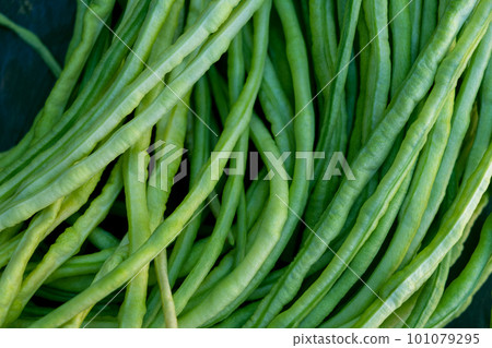 Asparagus 101079295