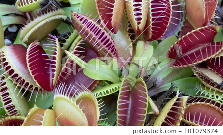 多彩的仙人掌 101079374