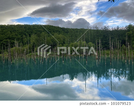 北海道美瑛的白金青池 101079523