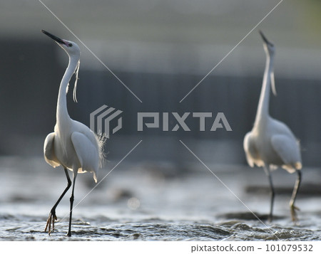 小白鷺伸長脖子互相威脅 小白鷺伸長脖子互相威脅 101079532
