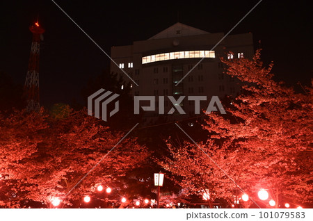 Cherry blossoms at night 101079583