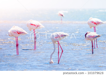 Flamingos eating from shallow water near Walvis Bay, Namibia, Africa Flamingos eating from shallow water near Walvis Bay, Namibia, Africa 101079628