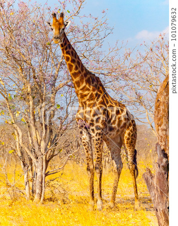 Giraffe in african savanna. Sunny day in grassland of Botswana, Africa 101079632