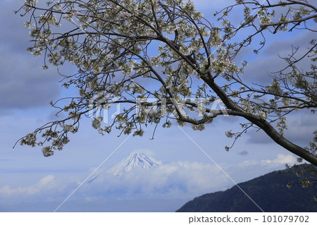 被強風折斷的櫻花枝和白雪皚皚的富士山 被強風折斷的櫻花枝和白雪皚皚的富士山 101079702