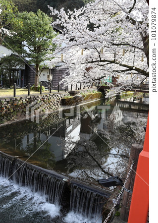Cherry blossoms in Kinosaki Onsen town Cherry blossoms in Kinosaki Onsen town 101079874