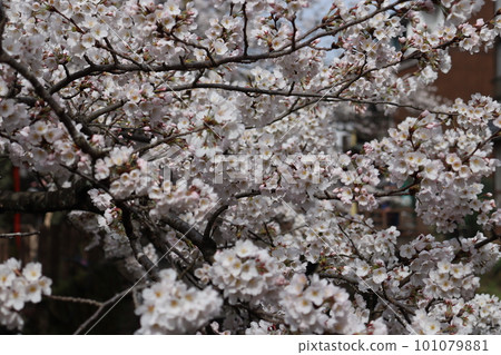 Cherry blossoms in Kinosaki Onsen town Cherry blossoms in Kinosaki Onsen town 101079881