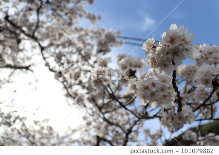 Cherry blossoms in Kinosaki Onsen town 101079882