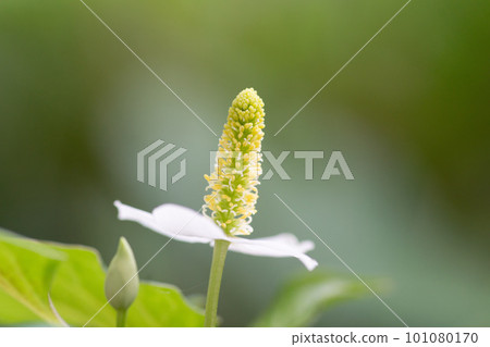 white wildflowers in spring white wildflowers in spring 101080170