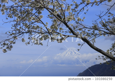Snow-capped Mt. Fuji seen through cherry blossoms Snow-capped Mt. Fuji seen through cherry blossoms 101080250
