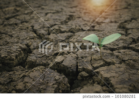 Close up young plant growing up on desolate land.New life concept.Small plants on the crack earth.fresh,seed,Photo fresh and new hopes  concept idea. 101080281