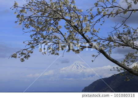 早春櫻花盛開的伊豆半島,隔海望富士山 早春櫻花盛開的伊豆半島,隔海望富士山 101080318