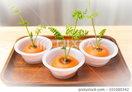 Carrot Ribo Veg Cultivation of Regenerated Vegetables Carrot Leaf Saving with Ribo Veg Carrot Ribo Veg Cultivation of Regenerated Vegetables Carrot Leaf Saving with Ribo Veg 101080342