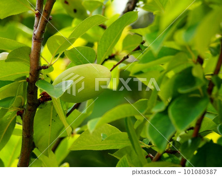 Still green quince fruit Still green quince fruit 101080387
