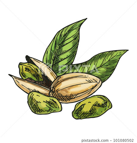 Pistachio nut hand drawn image. Vector sketch of vegetarian food. Nutty salty snack or vegan nutrition. Edible natural vitamin ingredient. Agriculture and harvest, culinary and cook, botany theme. 101080502