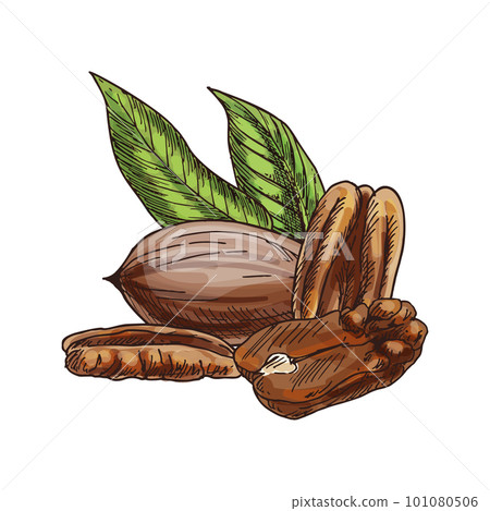 Food sketch of pecan nut. Vector clipart of edible ingredient. Healthy nutrition with omega-3 vitamin for keto diet. Nutty vegan and vegetarian nutrient for culinary. Agriculture and botany, superfood 101080506