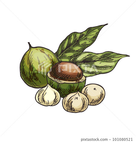 Macadamia nut vector illustration. Sketch of hawaii nut. Clipart of vegan and vegetarian natural food. Isolated sign of bushnut kernel. Agriculture and harvest, botany and nutrition, culinary theme. 101080521