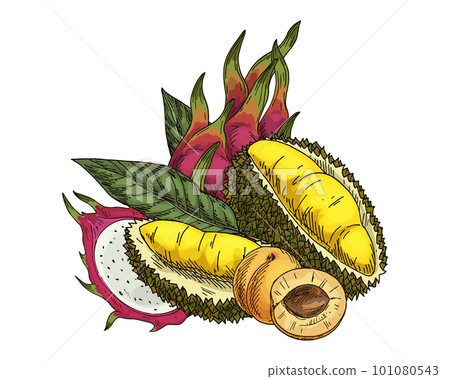 Druian, apricot, pitaya or dragon fruit sketch. Vector image of durio and pitahaya fetus. Cartoon drawn dessert food. Vegan and vegetarian meal. Vitamin nutrient and healthy nutrition grocery. Exotic 101080543