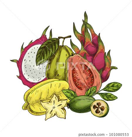 Vector sketch of sellowiana feijoa, tropical guava. Exotic carambola or dragon fruit. Organic pitaya or pitahaya. Illustration with guavasteen and star plant. Sweet desert and tropical vitamin theme. 101080553