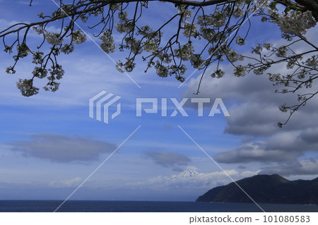 Scenery with a view of the sea, cherry blossoms in full bloom 101080583