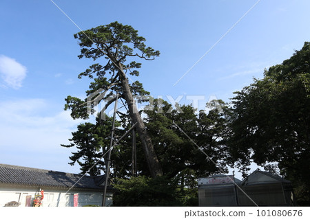 Odawara Castle 101080676