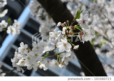white and pink cherry blossoms 101080723