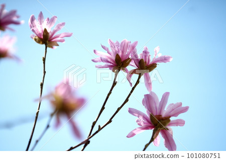 Hime magnolia flower blooming in early spring 101080751