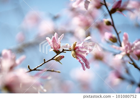 Hime magnolia flower blooming in early spring 101080752