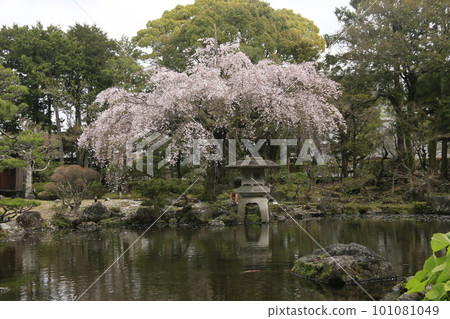 佐野美術館庭園中的垂枝櫻花 佐野美術館庭園中的垂枝櫻花 101081049