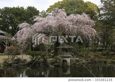 三島市佐野博物館花園裡的垂枝櫻花 三島市佐野博物館花園裡的垂枝櫻花 101081228