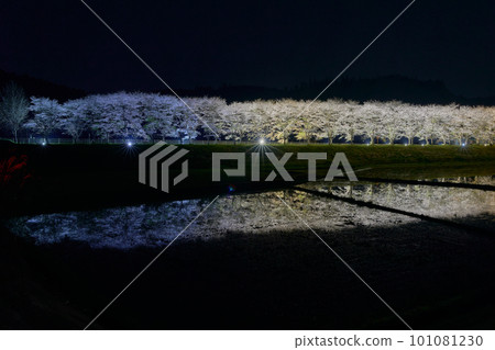Nighttime cherry blossoms reflected in paddy fields Illuminated cherry blossom trees (along Route 268, Inabazaki, Yusui-cho, Aira-gun, Kagoshima Prefecture) Nighttime cherry blossoms reflected in paddy fields Illuminated cherry blossom trees (along Route 268, Inabazaki, Yusui-cho, Aira-gun, Kagoshima Prefecture) 101081230