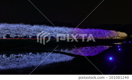 Nighttime cherry blossoms reflected in paddy fields Illuminated cherry blossom trees (along Route 268, Inabazaki, Yusui-cho, Aira-gun, Kagoshima Prefecture) Nighttime cherry blossoms reflected in paddy fields Illuminated cherry blossom trees (along Route 268, Inabazaki, Yusui-cho, Aira-gun, Kagoshima Prefecture) 101081240