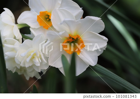 口紅水仙花，白色花瓣上有橙色花冠，早春在日本的花園裡綻放 101081343