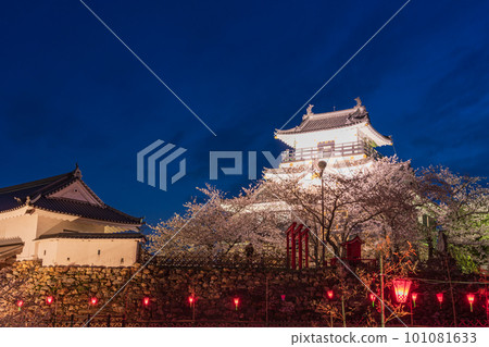 (Shizuoka Prefecture) Hamamatsu Castle illuminated with cherry blossoms in full bloom (Shizuoka Prefecture) Hamamatsu Castle illuminated with cherry blossoms in full bloom 101081633