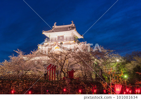 (Shizuoka Prefecture) Hamamatsu Castle illuminated with cherry blossoms in full bloom (Shizuoka Prefecture) Hamamatsu Castle illuminated with cherry blossoms in full bloom 101081634