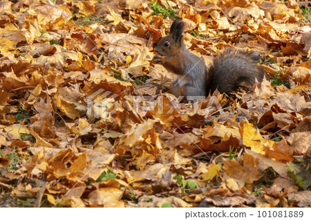 squirrel in autumn  101081889