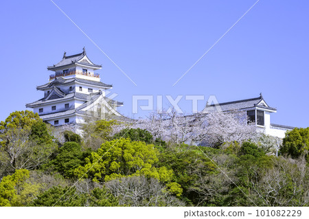 Karatsu Castle with cherry blossoms in full bloom (Karatsu City, Saga Prefecture) Karatsu Castle with cherry blossoms in full bloom (Karatsu City, Saga Prefecture) 101082229