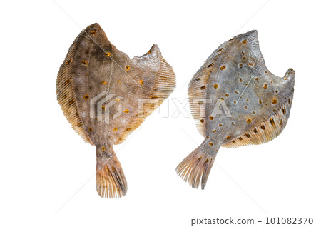 Raw whole flounder flatfish fish on kitchen table. Isolated on white background. 101082370