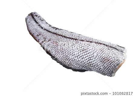 Raw grenadier macrurus fish. Isolated on white background. 101082817