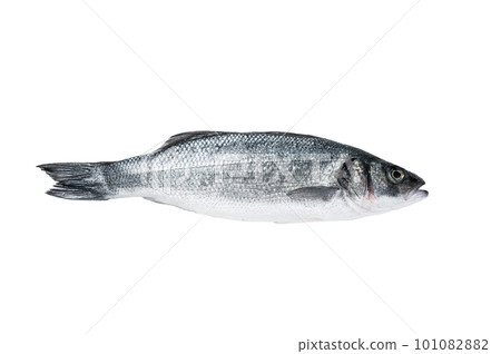 Fresh raw seabass fish on kitchen table. Isolated on white background. Fresh raw seabass fish on kitchen table. Isolated on white background. 101082882