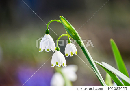 Snowflake flower blooming in spring garden Snowflake flower blooming in spring garden 101083055