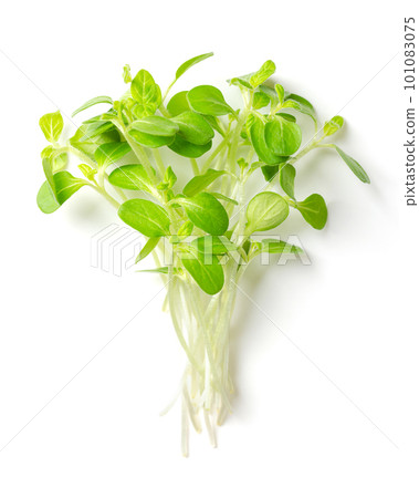 Bunch of sesame microgreens from above. Ready to eat, fresh, green, young plants of Sesamum, also known as benne. Seedlings and cotyledons with a slightly bitter taste, used as garnish and for salads. Bunch of sesame microgreens from above. Ready to eat, fresh, green, young plants of Sesamum, also known as benne. Seedlings and cotyledons with a slightly bitter taste, used as garnish and for salads. 101083075