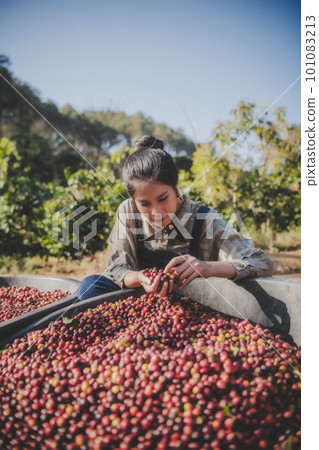 Coffee beans in the fermentation and washing process, dry raw coffee beans. Coffee beans in the fermentation and washing process, dry raw coffee beans. 101083213