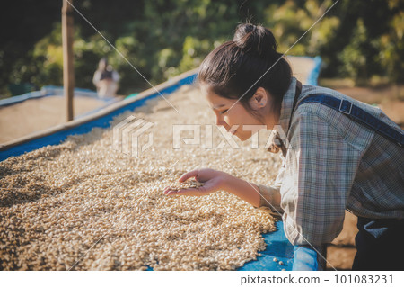 Coffee production, natural sun dry of honey process, removed bulb and remaining sweet for dry, premium quality of coffee in Chiangmai, Thailand 101083231