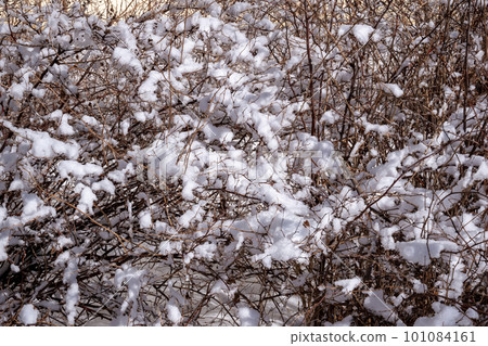 winter natural background - branches of bushes after a snowfall winter natural background - branches of bushes after a snowfall 101084161