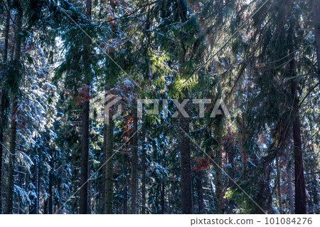 winter natural landscape - spruce forest after snowfall winter natural landscape - spruce forest after snowfall 101084276
