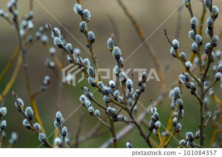 Willow Salix caprea branch with coats, fluffy willow flowers. Easter. Palm Sunday. Goat Willow Salix caprea in park, Willow Salix caprea branches with buds blossoming Willow Salix caprea branch with coats, fluffy willow flowers. Easter. Palm Sunday. Goat Willow Salix caprea in park, Willow Salix caprea branches with buds blossoming 101084357
