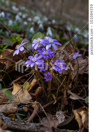 Beautiful macro shot of a first single wildflower Large Blue Hepatisa Hepatisa transsylvanica starting to bloom among dry leaves in early spring Beautiful macro shot of a first single wildflower Large Blue Hepatisa Hepatisa transsylvanica starting to bloom among dry leaves in early spring 101084359
