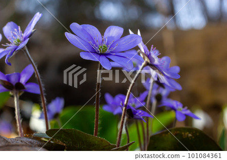 Beautiful macro shot of a first single wildflower Large Blue Hepatisa Hepatisa transsylvanica starting to bloom among dry leaves in early spring Beautiful macro shot of a first single wildflower Large Blue Hepatisa Hepatisa transsylvanica starting to bloom among dry leaves in early spring 101084361
